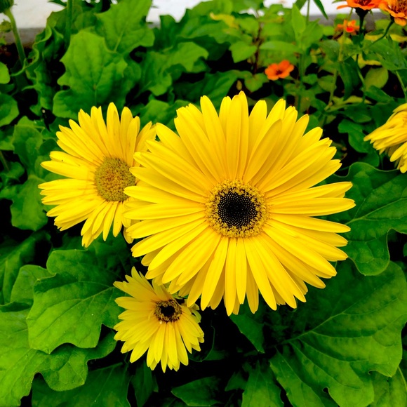 Meet your Posher, Janie - Picture 1 of 1